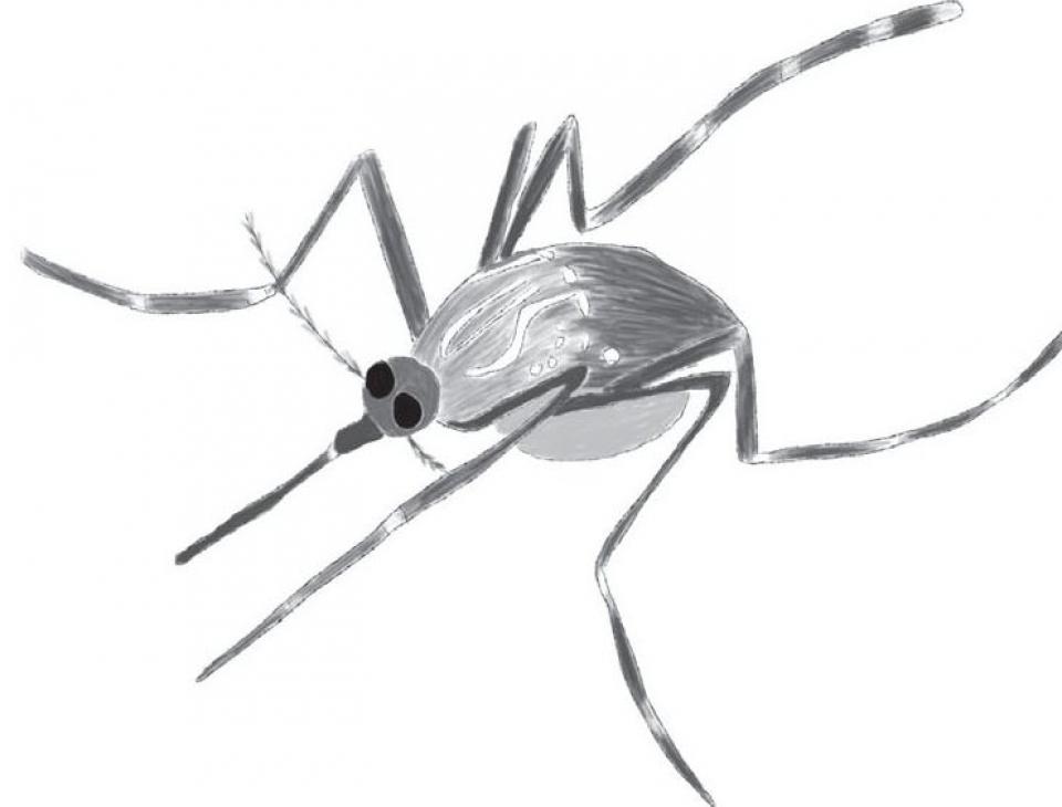 mosquito drawing1