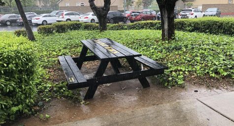 School officials have cleared one section of the ivy outside art teacher Brian Wall’s classroom and have placed a picnic table for students to use during and outside of class time. The $1,500 project, a brainchild of PTSA president Ivonne Wang and principal Allen Whitten, calls for the clearing of the ivy and trees outside Room 137 and up to two picnic tables for students to use. Photo taken by Accolade adviser Tommy Li.