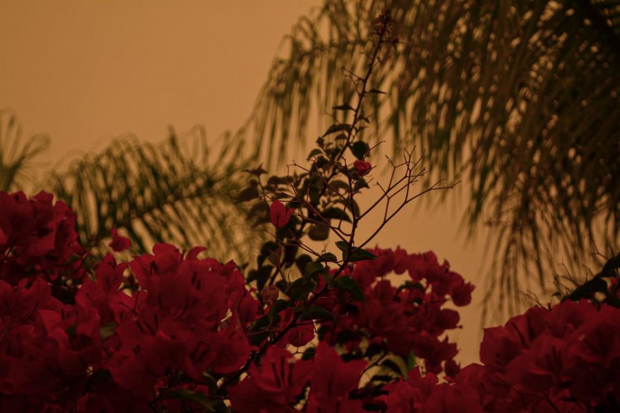 Tall bougainvillea plants sway amongst the palm trees in Fullerton, Calif. during the El Dorado fire on Sept. 9.