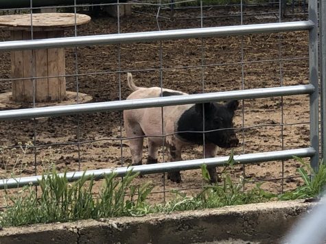 Livestock like this pig remained on the Sunny Hills farm as of April 10 after live classroom instruction ended nearly a month before because of the coronavirus pandemic. Ag students were coming to the farm one at a time to take care of their animals to prep them for the Orange County Fair, which was eventually canceled because of COVID-19 health and safety concerns. After that, Fullerton Joint Union High School District officials decided to have all the animals removed.