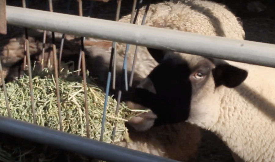 Video: Despite pandemic, life on the Agriculture farm goes on