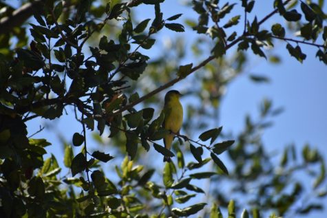 A lesser goldfinch gazes off in the distance atop a tree branch in Emery Park on April 4. 