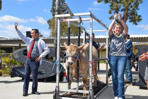 Standing next to Ronald the cow, English and journalism teacher Tommy Li (left) waves to the audience in the quad during lunch Friday, March 3, as Future Farmers of America vice president junior Paloma Wizikowski applauds. Wizikowski started the countdown for Li to perform his duties of kissing the bovine as a culminating event to national Future Farmers of America [FFA] week. The less than five-minute show in which Li was chosen among a list of other teachers and staff –including principal Craig Weinreich – after earning the most votes from digital voting was originally scheduled for Friday, Feb. 24, the last day of FFA Week, but was postponed because of rain.