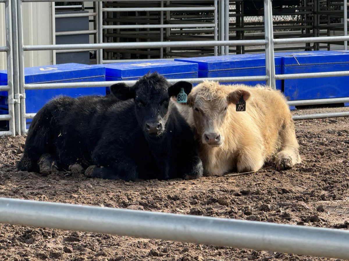 Two steers lie down inside the agriculture farm after school on Thursday, Dec. 21. Though the program has animals that produce manure, the unfamiliar smell that infiltrated campus in November did not originate from the farm.