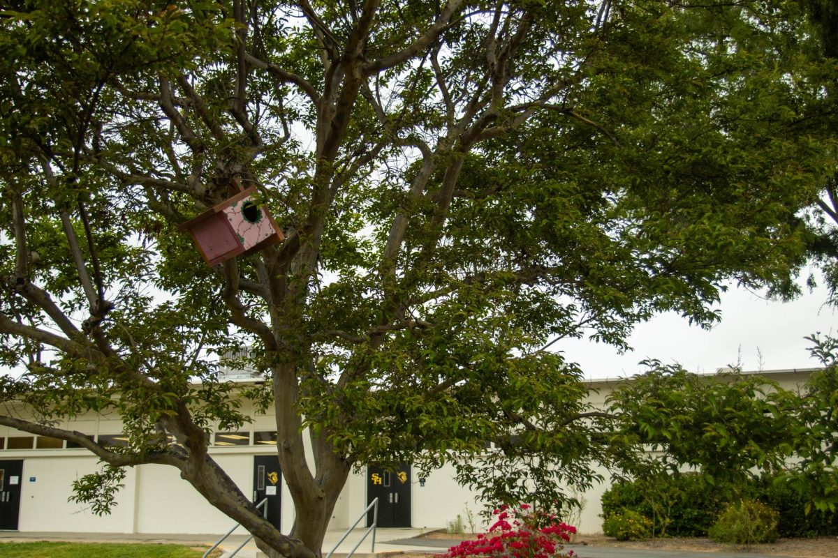 One of the Birds of a Feather projects hangs in the tree near the Roundhouse on Wednesday, May 1. 