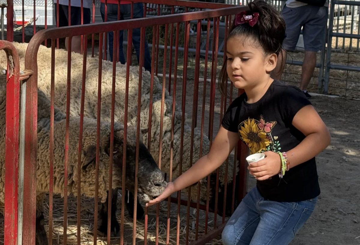 A young girl feeds a sheep at the petting zoo during the ag department’s Fall Festival Saturday, Oct. 19, at the farm. Besides the opportunity to interact with such animals as sheep and goats, the event offered carnival games and food options.