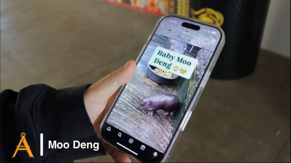 VIDEO: Moo Deng